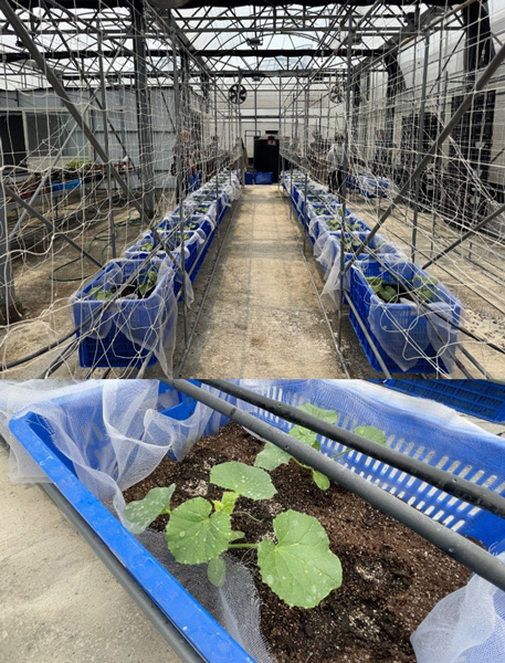 圃場内観と定植されたメロンの苗