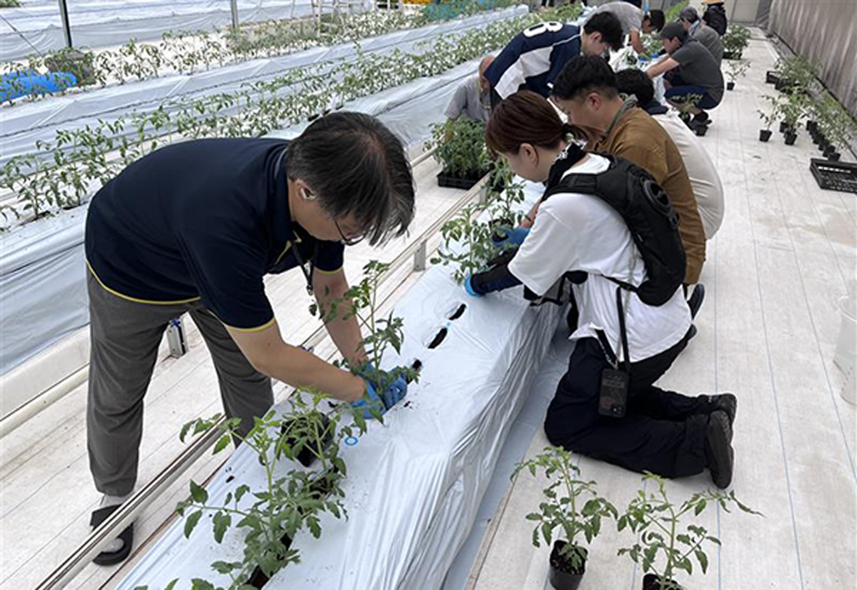 社員による定植の様子