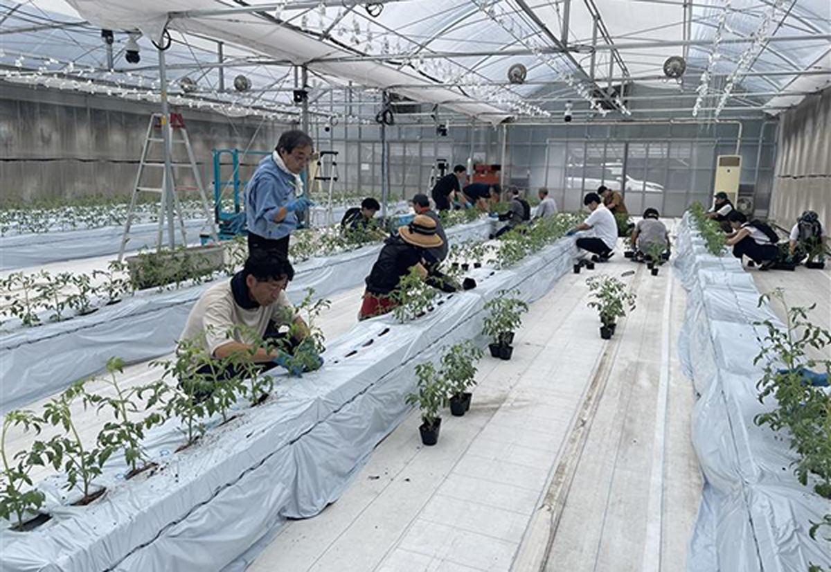 レーンを増設、512株を定植した