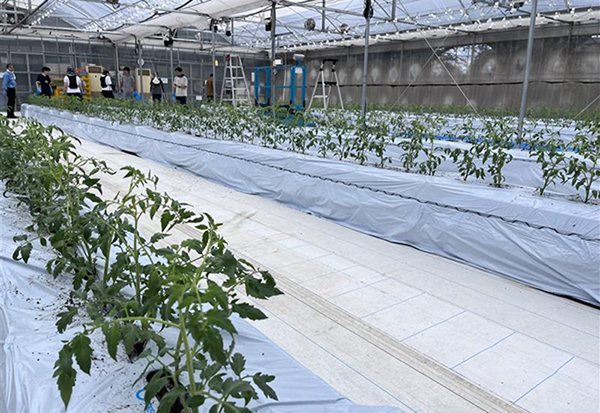 無事に定植完了