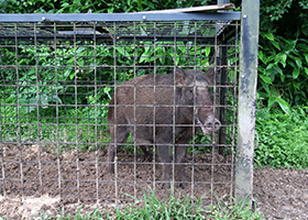 福島県富岡町における営農再開に​向けた獣害対策の取り組み